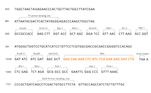 Multiple cloning site image of pCMV-hygro-Myc