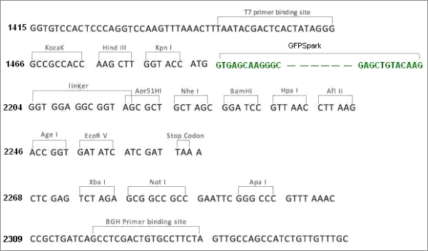 Multiple cloning site image of pCMV3-N-GFPSpark