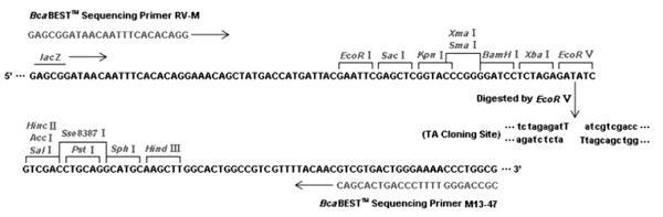 Multiple cloning site image of pMD18-T