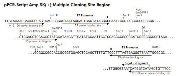 Multiple cloning site image of pPCR-Script Amp SK+