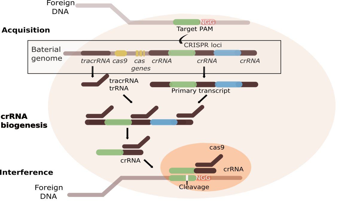 The stages of CRISPR immunity: (1) Acquisition begins by recognition of invading DNA cleavage and protospacer. (2) The primary CRISPR transcript is cleaved by cas genes to produce crRNAs.  TracrRNA  forms dsRNA, which is cleaved by Cas9 and RNaseIII.(3) Mature crRNAs associate with Cas proteins to form interference complexes. Interactions between the protein and PAM sequence lead to degradation of invading DNA.