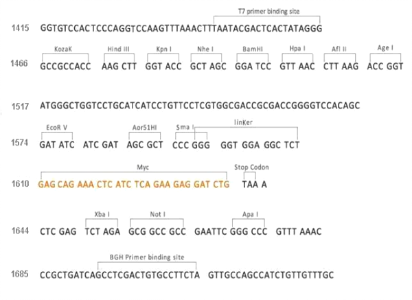 Multiple cloning site image of pCMV3-C-Myc