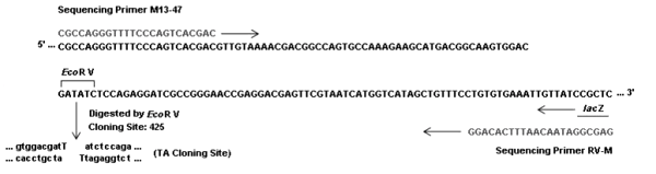 Multiple cloning site image of pMD18-T Simple