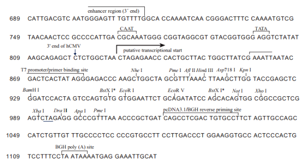 Multiple cloning site image of pcDNA3.1