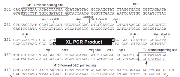 Multiple cloning site image of pCR-XL-TOPO