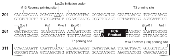 Multiple cloning site image of pCR4-TOPO