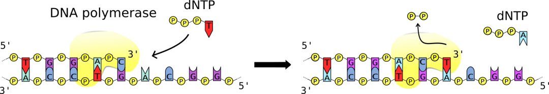 DNA polymerases adds nucleotides to the 3' end of a strand of DNA.