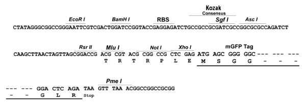 Multiple cloning site image of pLenti-C-mGFP