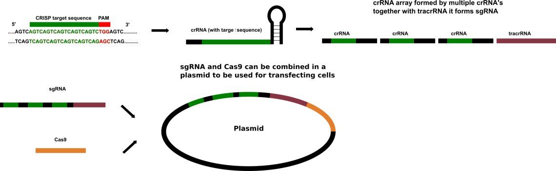 Overview of CRISPR Cas9 plasmid construction.