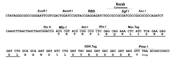 Multiple cloning site image of pLenti-C-Myc-DDK