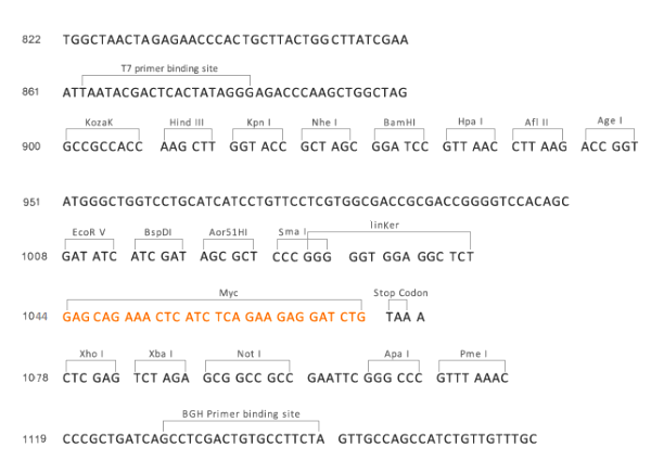 Multiple cloning site image of pCMV2-Myc