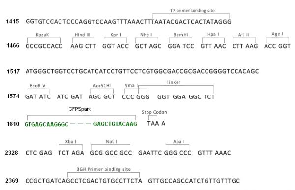 Multiple cloning site image of pCMV3-C-GFPSpark