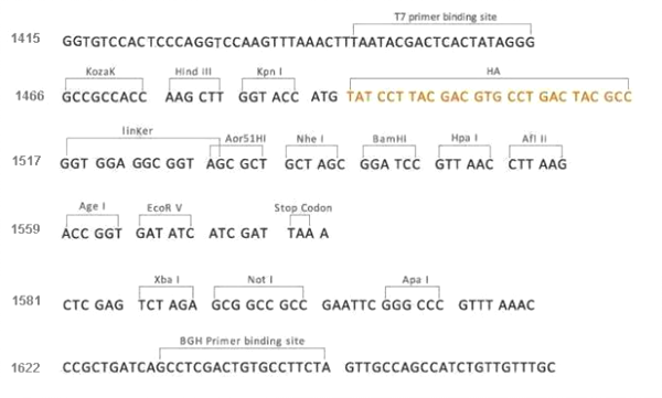 Multiple cloning site image of pCMV3-N-HA