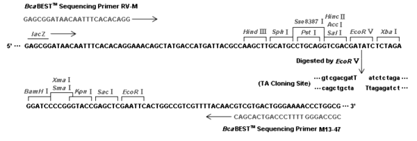 Multiple cloning site image of pMD19-T