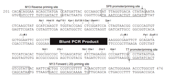 Multiple cloning site image of pCR-BluntII-TOPO