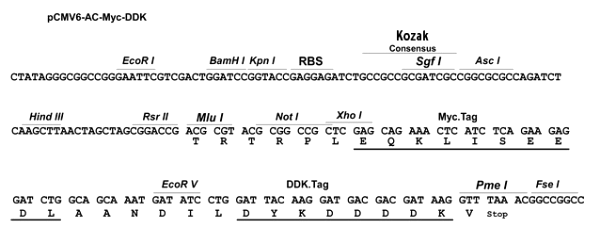 Multiple cloning site image of pCMV6-AC-Myc-DDK