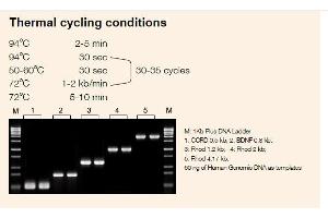 Image no. 1 for EasyTaq® DNA Polymerase (ABIN5519433)