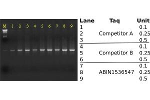 Agarose Gel Electrophoresis (AGE) image for Taq DNA Polymerase (ABIN1536547)