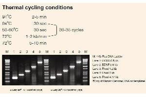 Image no. 1 for 2xEasyTaq® PCR SuperMix ( -dye ) (ABIN5519404)